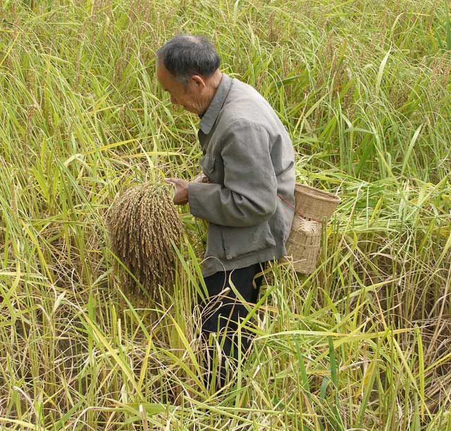 Rice harvest