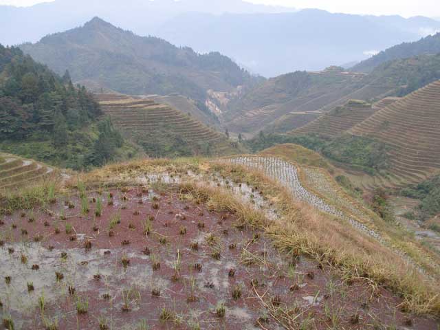 Rice terraces