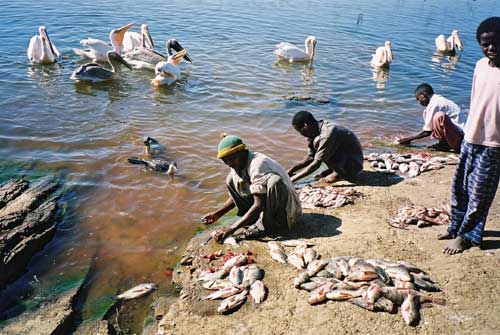 Fish market