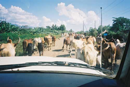 Cows on the road