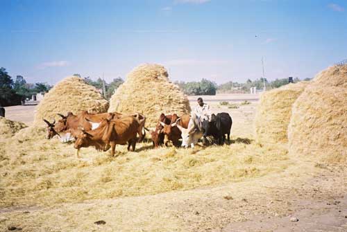 Farmen and cows