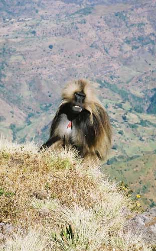 Gelada baboon