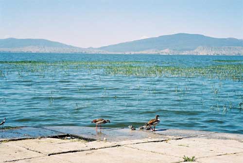 Lake Awassa