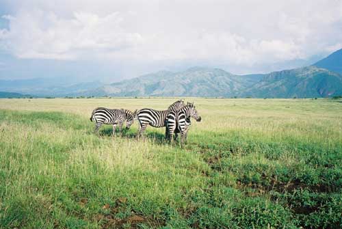 Zebras