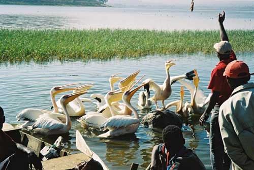 Pelicans