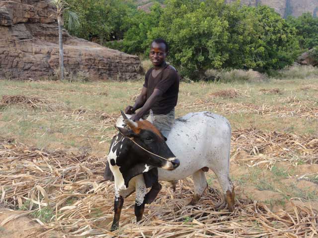 Riding a cow!