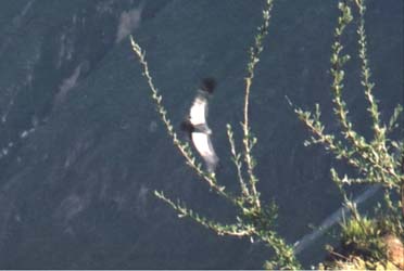 Condor in the Colca Canyon