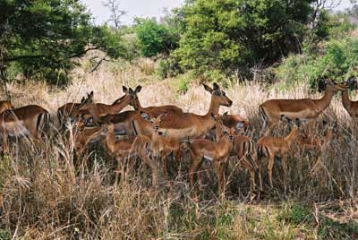 Antilopes