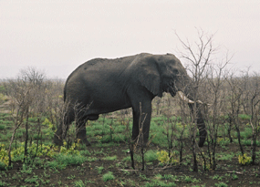 Elephant